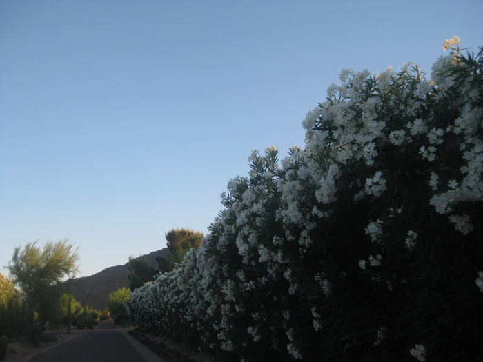 Stunning Hedge in Paradise Valley, Arizona