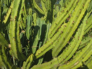 Lush Cactus in Paradise Valley