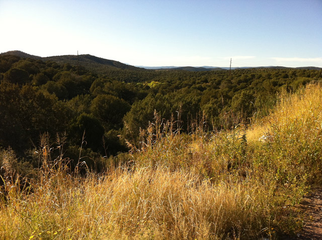 Acres of Dense Lush Pine Forest | Payson, Arizona