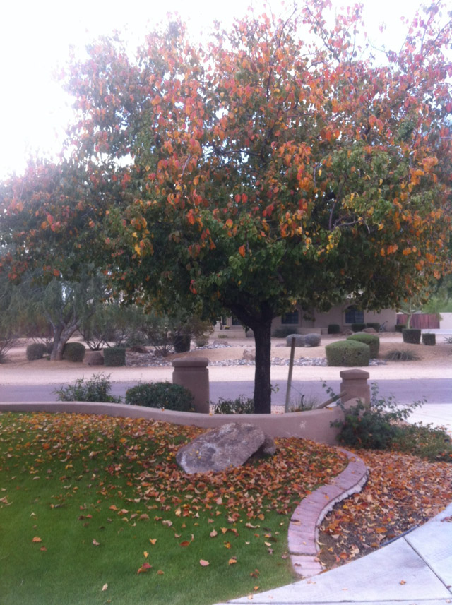 Leaves Do Fall in Scottsdale. Sometimes.