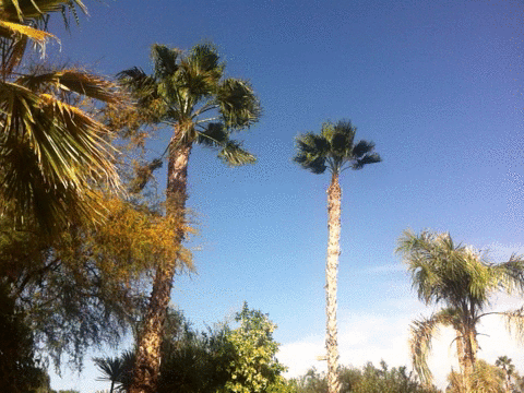 Scottsdale Palm Trees