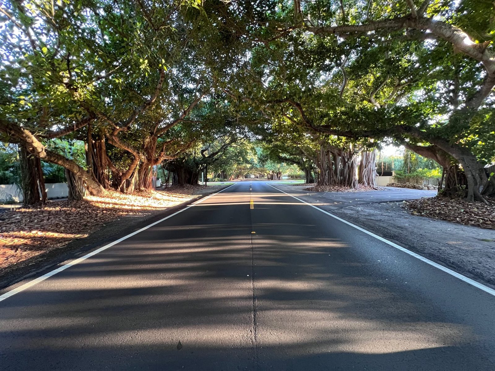 Coconut Grove